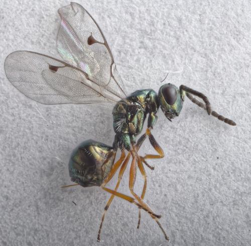 Miscogaster rufipes